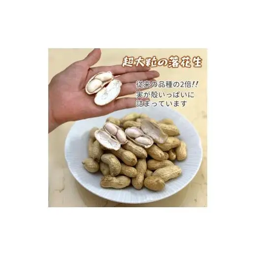 【今秋収穫分】落花生 おおまさり 2.5kg 殻付き 予約受付 生落花生 千葉県産 ピーナッツ 大粒 産地直送