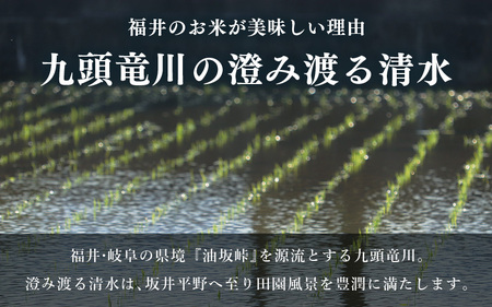 【令和6年産・新米】 福井県 坂井市産米 コシヒカリ 10kg (白米) 【お米 米 こめ コメ こしひかり 白米 10キロ 精米 ブランド米 ふるさと納税米 産地直送】 [A-3293]