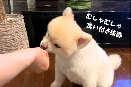 6-76 南アルプスの天然鹿肺ジャーキーセットふわふわ食感 ワンちゃんの贅沢おやつ ALPDW008