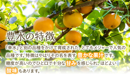 【2026年/令和8年発送分 】梨 長野 豊水 約 3kg 信州の梨 水分たっぷりジューシーな梨です フルーツ 果物 デザート なし ナシ ほうすい ホウスイ 産地直送 長野県 信州産