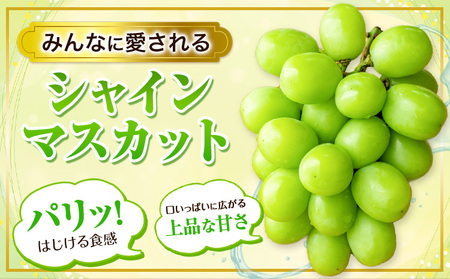 【2026年発送】訳あり 厳選 シャインマスカット約650g シャイン マスカット 