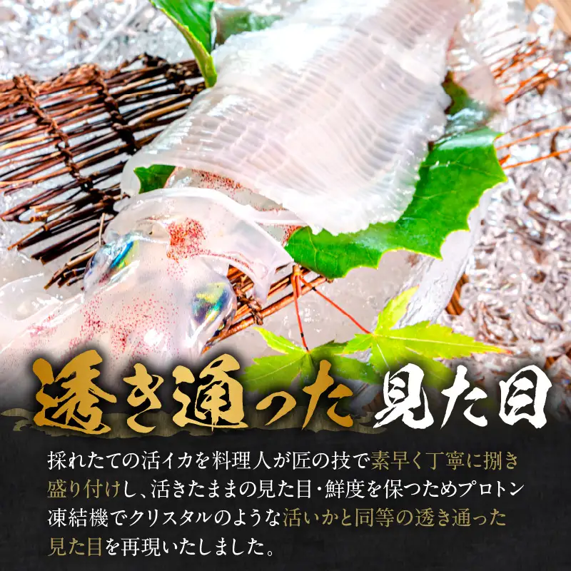 日本海産『海の京都』の逸品！！　活白イカ姿造り（クリスタル白いか）超特大サイズ 1杯（500g前後）（2027年6月上旬～発送） ふるさと納税 海鮮 鮮度抜群 新鮮 海鮮 いか イカ 簡単調理 生産者応援 送料無料 生食 魚介類 活イカ 日本海産 刺身 BBQ 美味 逸品
