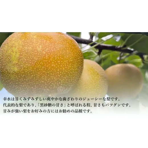 【 先行予約 】茨城県産 梨 幸水 約3kg 7玉～9玉 ( 茨城県共通返礼品 : 常陸太田市 )【 2026年8月中旬発送予定】