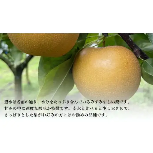 【 先行予約 】茨城県産 梨 豊水 約3kg 7玉～9玉 ( 茨城県共通返礼品 : 常陸太田市 )【 2026年 9月上旬頃より発送 】
