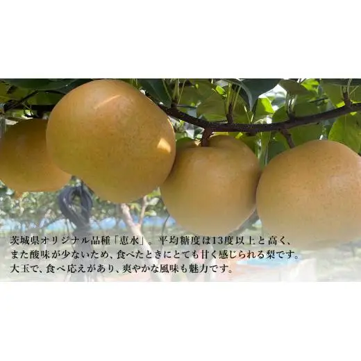 【 先行予約 】茨城県産 梨 恵水 約3kg 6玉～7玉 ( 茨城県共通返礼品 : 常陸太田市 )【 2026年 9月中旬頃より発送 】