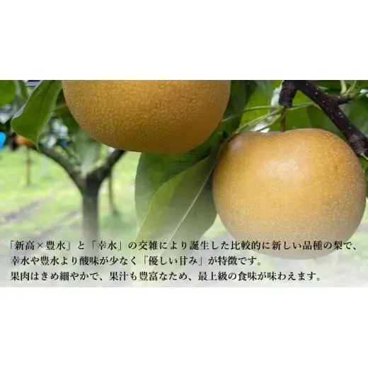 【 先行予約 】茨城県産 梨 あきづき 約3kg 6玉～7玉( 茨城県共通返礼品 : 常陸太田市 ) 【 2026年 9月中旬頃より発送 】