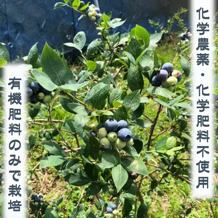 【旬の味を急速冷凍】有機栽培 鴨川産『冷凍ブルーベリー（ラビットアイ）』1kg《数量限定》《期間限定》《冷凍便》急速冷凍 ラビットアイ種 有機肥料 化学農薬不使用 千葉県鴨川市 [長狭ブルーベリーヒルズ][0011-0080]