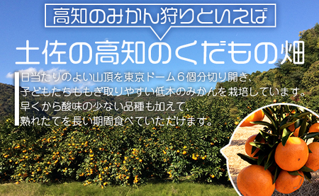 土佐の高知のくだもの畑 みかん(家庭用)10kg(5kg箱×2)  【温州みかん ミカン 訳アリ 蜜柑 ミカン 柑橘 柑橘類 フルーツ 果物 くだもの】 kd-0027