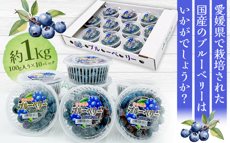 ＜愛媛県西予市産 ブルーベリー 約1kg（100g入り×10パック）＞ ぶるーべりー 果実 果物 生 くだもの フルーツ 国産 小分け ジャム スムージー 株式会社フジ・アグリフーズ 愛媛県 西予市【冷蔵】『2025年7月～8月末迄に順次出荷予定』OFA0006