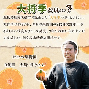 ＜先行予約受付中！2027年3月下旬以降順次発送予定＞ 数量限定！訳あり・ご家庭用！おおの果樹園の「大将季」(計2kg) 訳あり 訳アリ 果物 フルーツ 果実 柑橘 露地栽培 無加温 みかん 期間限定 家庭用 自宅用 【おおの果樹園】akn087-01