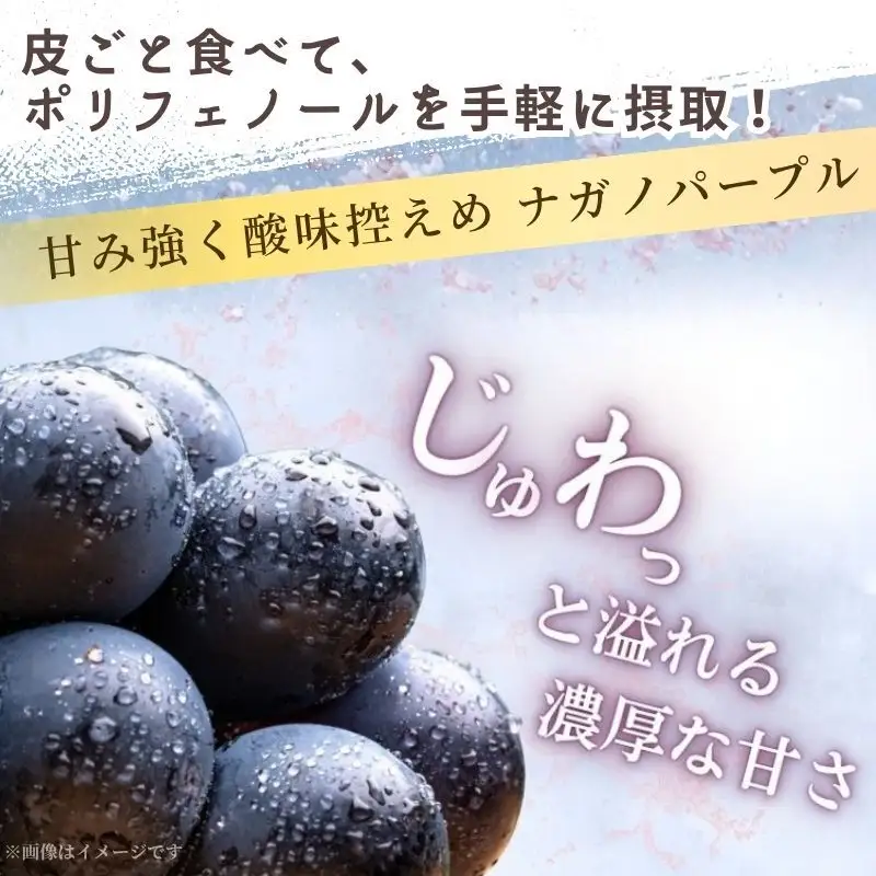 2026年産 ぶどう 長野 ナガノパープル 約1.2kg 2〜3房 特選 大粒 種なし 皮ごと 産地直送 フルーツ 果物 デザート おやつ 葡萄 長野パープル 秋 旬 旬の果物 旬のフルーツ 信州 信州産 長野県 長野県産 2026 2026年