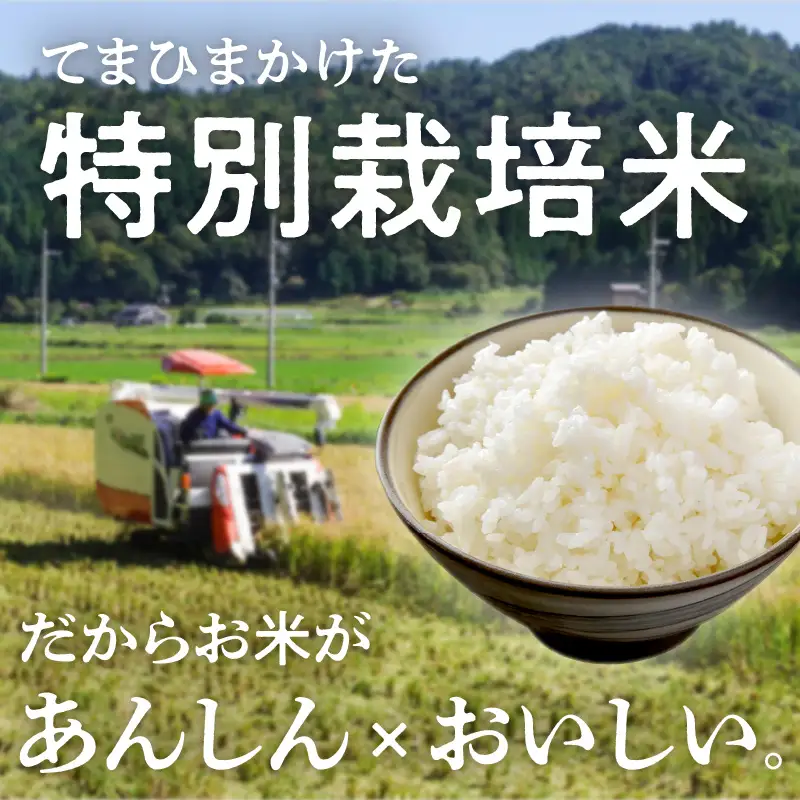 令和8年産 特別栽培米コシヒカリ 丹後椿（京丹後森本産） 5kg【定期便3回】