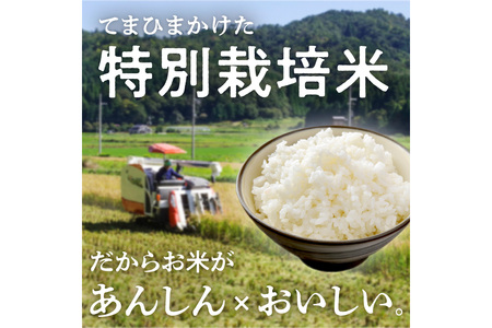 令和8年産 特別栽培米コシヒカリ 丹後椿（京丹後森本産） 5kg【定期便6回】