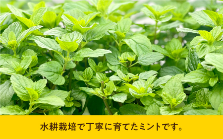 水耕栽培 モヒートミント 約50g×2袋 長与町/アグリューム[EAI126]  ミント みんと ハーブ はーぶ ハーブティー