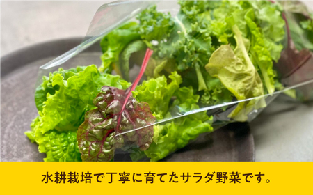 水耕栽培 新鮮サラダ野菜の詰め合わせセット 約100g×2袋 長与町/アグリューム[EAI128]  新鮮 野菜 サラダ さらだ セット 詰め合わせ