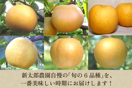 【2026年先行予約】旬の和梨 年6回定期便 和梨6品種食べ比べ （豊水・あきづき・新美月・新王・新高・新興） 各3kg 合計18kg《9月中旬から順次発送》 旬の和梨をお届け 頒布会 限定品 フルーツ定期便 加茂市 新太郎農園