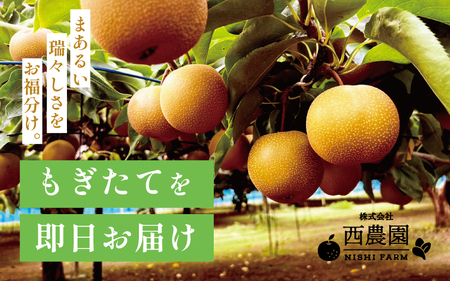 【先行予約】豊水梨 3kg前後 (5～8個) 甘くてジューシーな旬の梨【2026年8月下旬以降順次発送予定】 [A-15006]