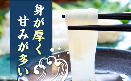 対馬産 アオリイカ 2kg烏賊 いか 刺身 冷凍  [WAA030]