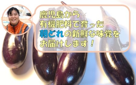 【訳アリ】【朝どれ】 鹿児島県産ナス 5kg 季節限定 農家直送 鹿児島県産 【2026年7月上旬から9月下旬発送予定】 ZS-9107