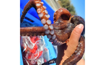 瀬戸内からおくる 冷凍マダコ 約1kg 