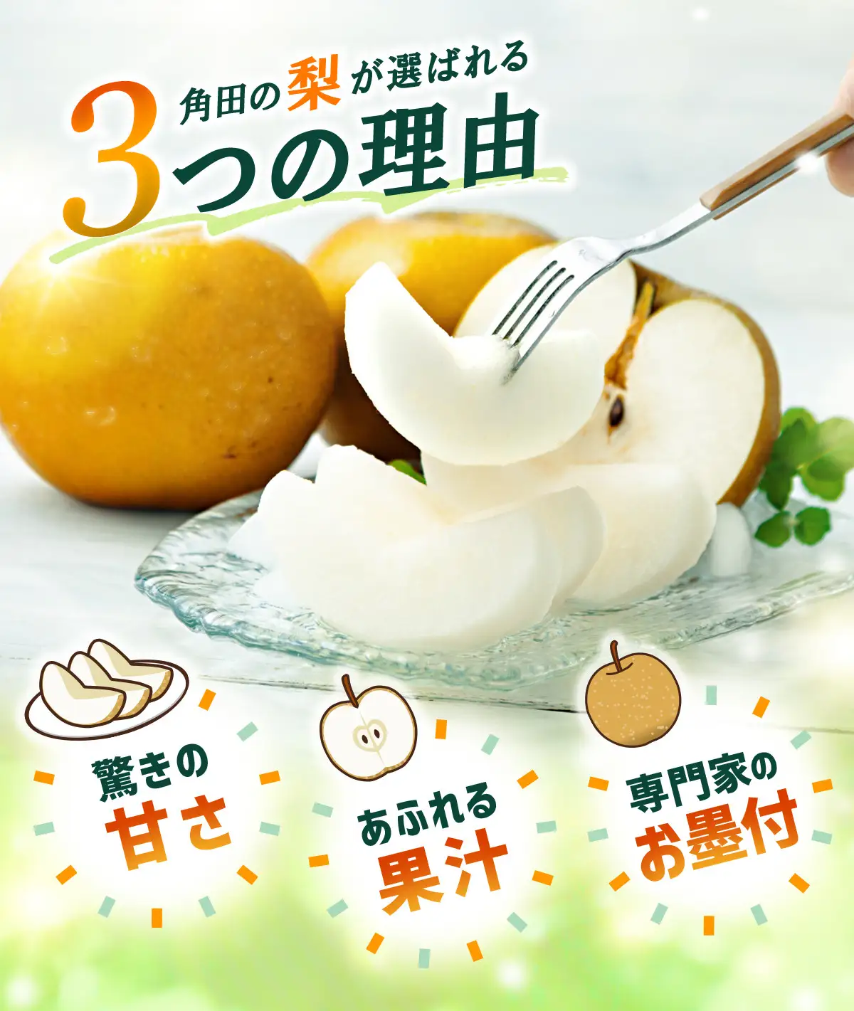 【2026年発送】梨「あきづき」約4kg（6～8玉入）【松崎果樹園】 ｜ 梨 
