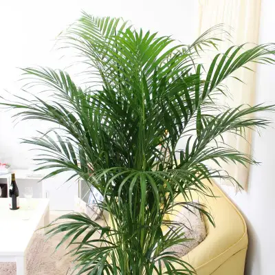 【観葉植物】アレカヤシ 10号 ホワイトバスケット鉢カバー 土の表面:ウッドチップ 【観葉植物 インテリア 部屋 おしゃれ 福岡県 筑前町 送料無料 AG036】