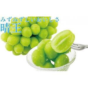 ぶどう 2026年 先行予約 シャイン マスカット 晴王 1房 約600g ブドウ 葡萄  岡山県産 国産 フルーツ 果物 ギフト