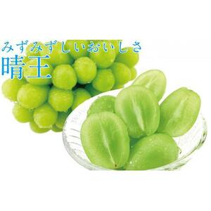 ぶどう 2026年 先行予約 9月・10月発送 シャイン マスカット 晴王 1房 約600g×2回 ブドウ 葡萄  岡山県産 国産 フルーツ 果物 ギフト