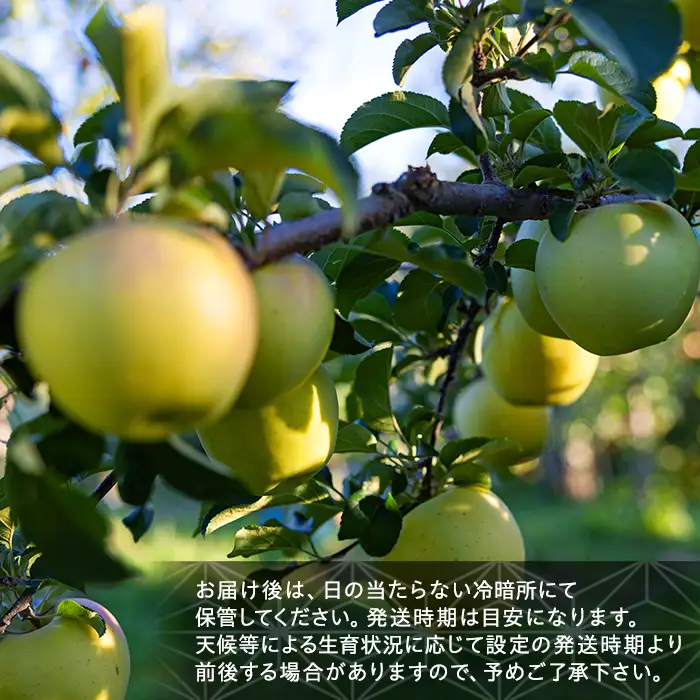 ぐんま名月（約5kg、優13～18玉）　