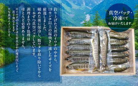 先行予約 6月以降順次発送 白川村産 天然岩魚 イワナ 3尾 18cm以上 岩魚 天然 いわな イワナ 魚 川魚 BBQ バーベキュー アウトドア 岐阜県 白川郷 世界遺産 塩焼き 6000円 [S801]
