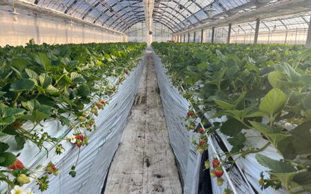 【2027年3月より順次発送】和歌山県産ブランドいちご「まりひめ」約300g×2パック入り ※2027年3月上旬～3月下旬頃発送予定（お届け日指定不可）【tec965A-3】