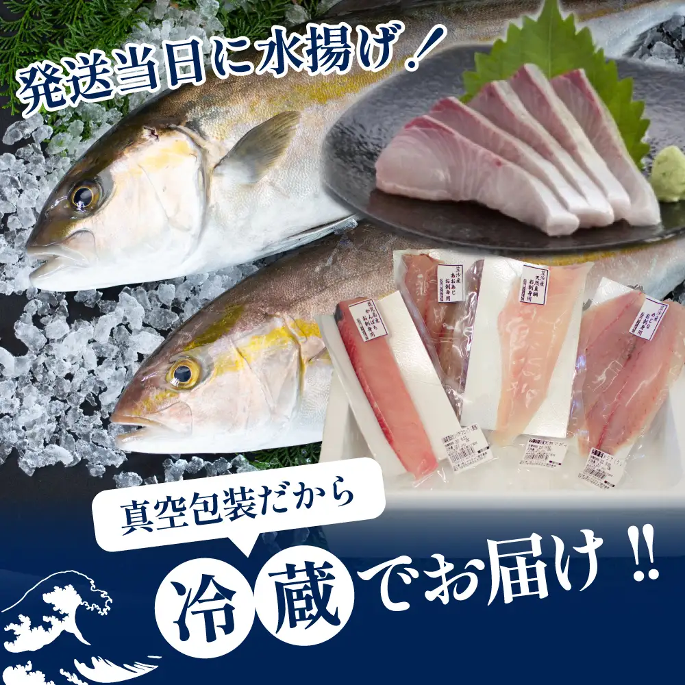 ★9月お届け★ お刺身 詰め合わせ（4種） 朝獲れ 漁師厳選 直送 冷蔵 刺身 さしみ 鮮魚 ヤマチョウ 鹿児島県産 海鮮 直送 セット 詰め合わせ ヤマチョウ 南さつま市