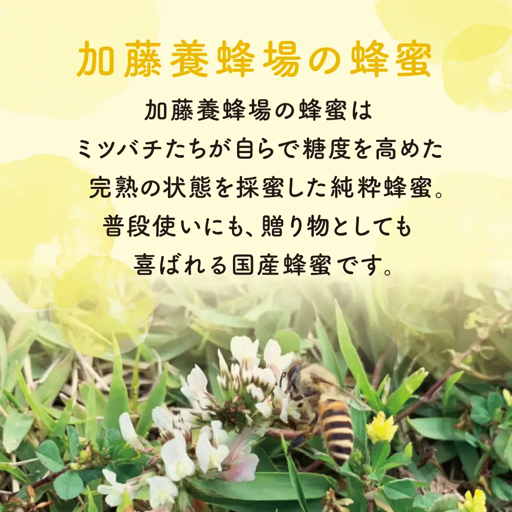 【国産 純粋はちみつ】アカシア蜂蜜 1.2kg ハチミツ 鹿児島産 ギフト ご贈答 加藤養蜂場 南さつま市