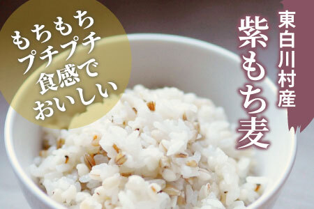 【令和7年度産】 東白川村産 紫もち麦 ダイシモチ 150g×2袋 計300g お米 こめ もち麦 雑穀 精米 ご飯 お取り寄せ