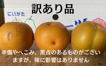 先行予約 和梨 新興 自家用 約5kg 令和8年 新潟県 三条市産 しなのがわジューシーファーム