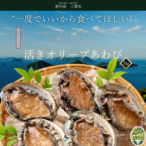 【配送不可地域:北海道・東北・沖縄県・離島】オリーブあわび 約500g(5個入り前後)