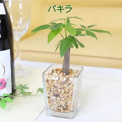 【観葉植物】土を使わないで清潔なミニ観葉植物 ゼオライト植え・ガラス鉢 スクエア形 2鉢セット（パキラとサンスベリア）【観葉植物 インテリア 部屋 おしゃれ 福岡県 筑前町 送料無料 AG049VC03】