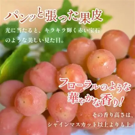 2026年発送【数量限定】山梨県産 希少品種「サンシャインレッド」1房 約500～600g 化粧箱入【配送不可地域：離島・沖縄県】【1515303】