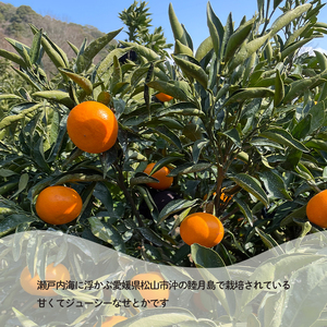 訳あり 家庭用 せとか 約3kg みかん【HYN0013】