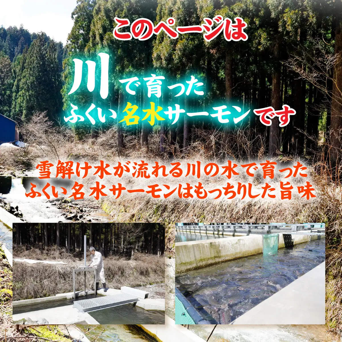 ふくい名水サーモン（小分けパック）約350ｇ[A-065057] / サーモン