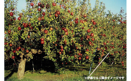 50-C りんご 5kg もりのかがやき 伊藤りんご園 ※2026年10月～発送