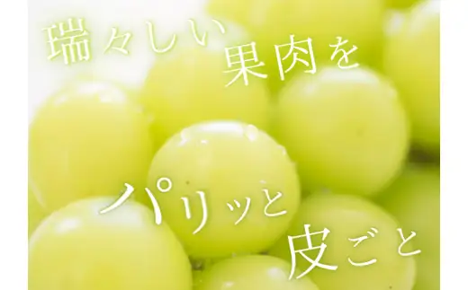 シャインマスカット 約500g / ぶどう ギフト 贈答 旬 フルーツ 果物 和歌山 紀美野町産 9月 ※2026年9月上旬～順次発送【frt512-r-0d5】