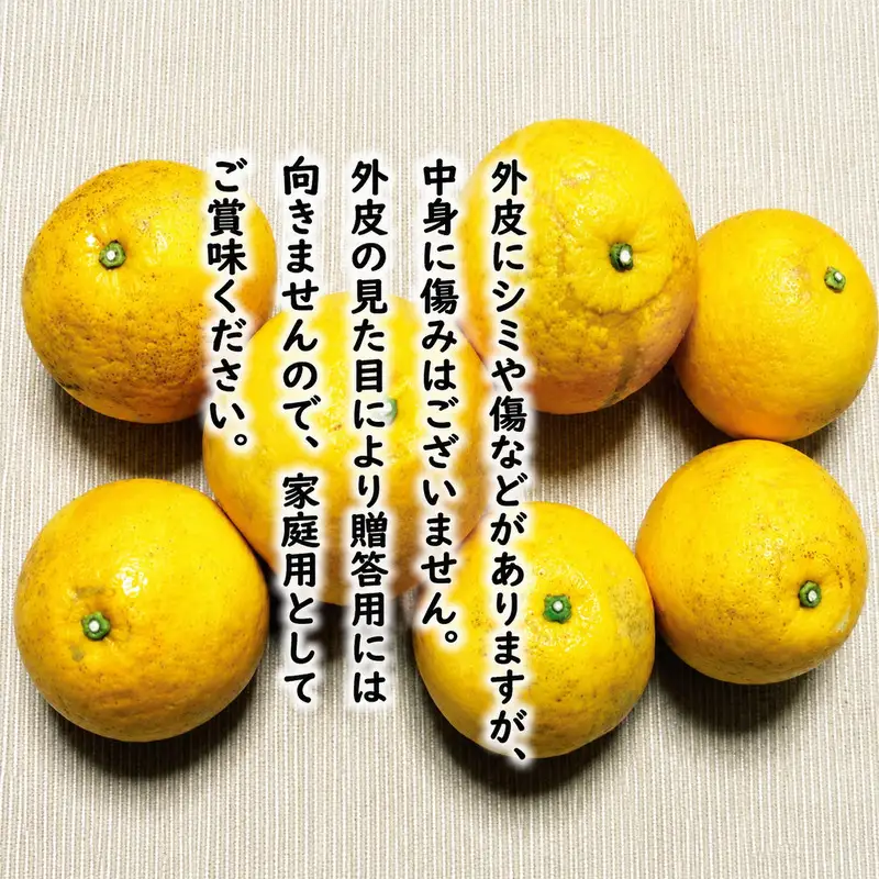 【先行予約】訳あり 河内晩柑 8kg +傷み保証1kg 8000円 愛媛県 愛南町 塚岡農園