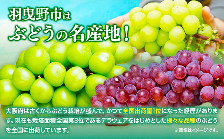 シャインマスカット 約1.8kg (3房) 