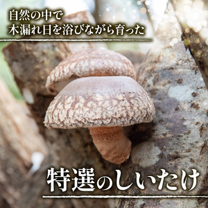 特選しいたけ 8個入り 600g ～ 800g 国産 滋賀県 竜王町 キノコ しいたけ シイタケ
