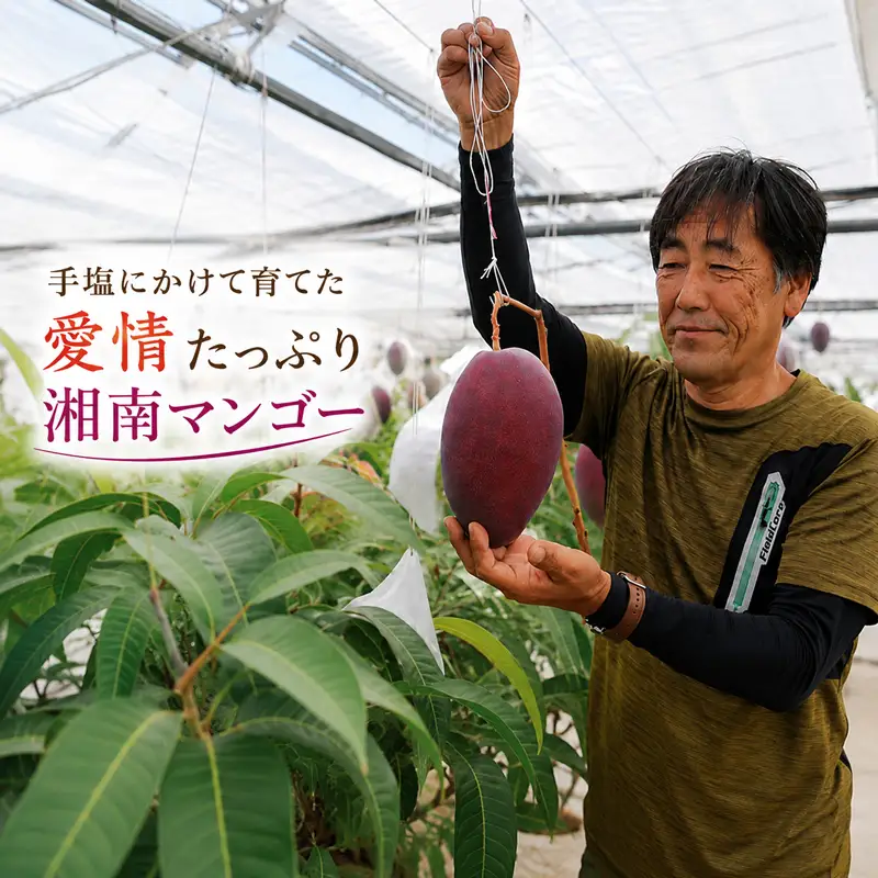 【令和8年発送】湘南マンゴー キーツ （750g以上） フルーツ マンゴー