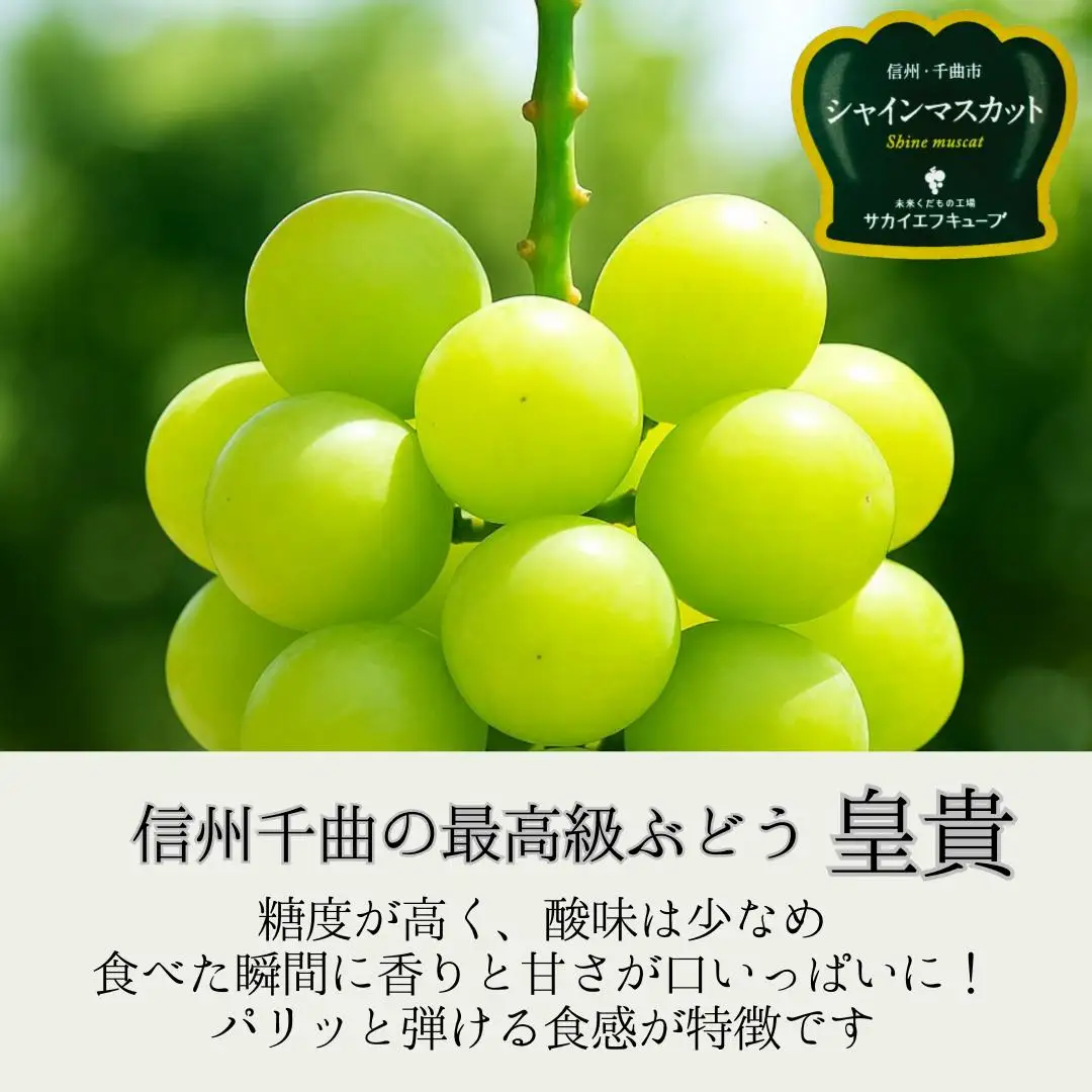 【2026年先行予約】【シャインマスカット】(秀品 3房)|シャインマスカット