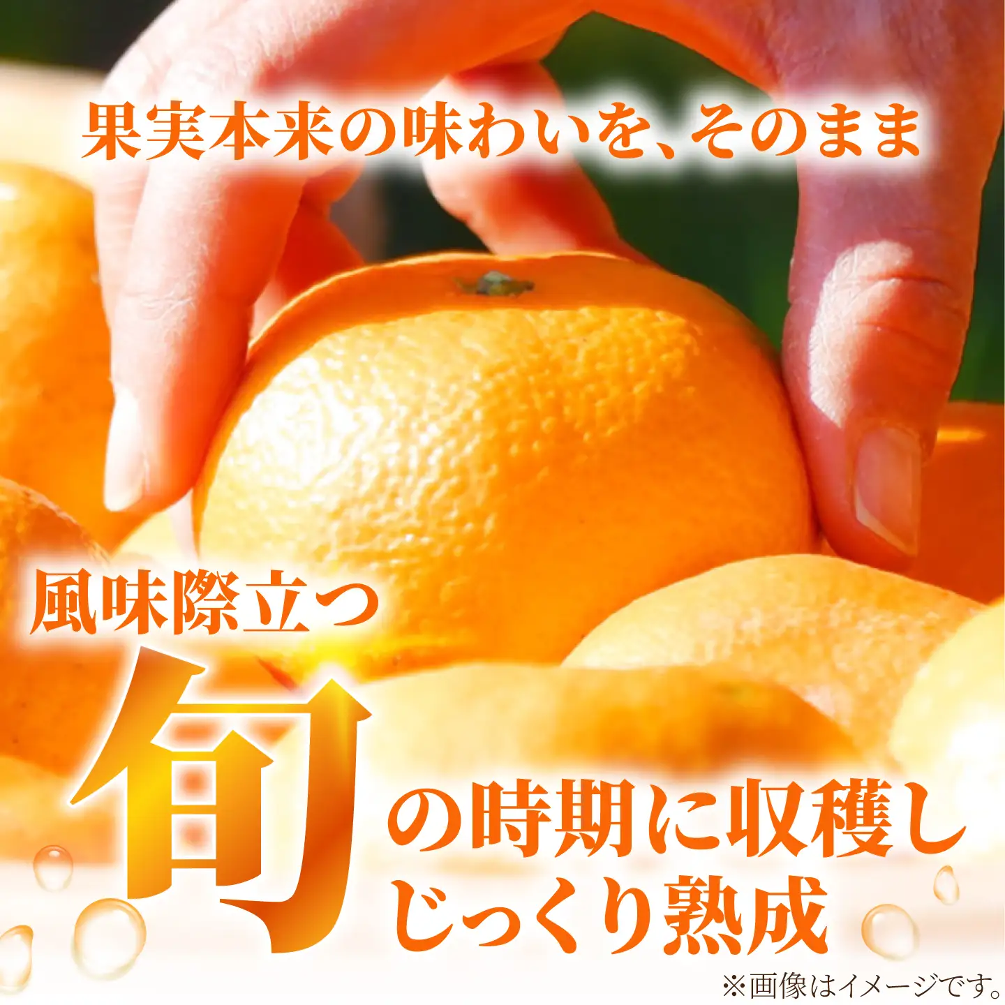 ゼリー 寒づくり伊予柑ゼリー詰め合わせ 12個セット / 伊予柑 ゼリー セット ギフト 詰め合わせ 愛媛産 柑橘 フルーツ スイーツ / 愛媛県砥部町/えひめ中央農業協同組合[BJCG009]