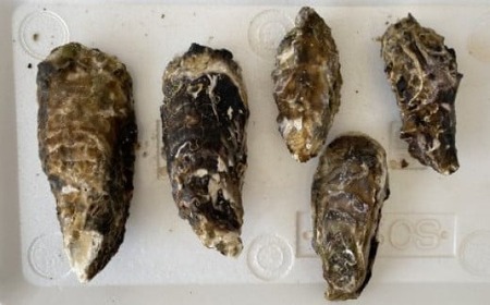 牡蠣 訳あり 加熱用 殻付き牡蠣３kg 冷凍