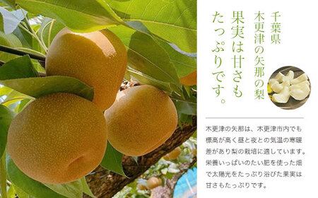 【先行予約】木更津市産　矢那の梨【豊水】〈安西梨園〉 / ふるさと納税 フルーツ 果物 くだもの 梨 ナシ なし 季節 旬 産地直送 送料無料 千葉県 木更津市 KCO002